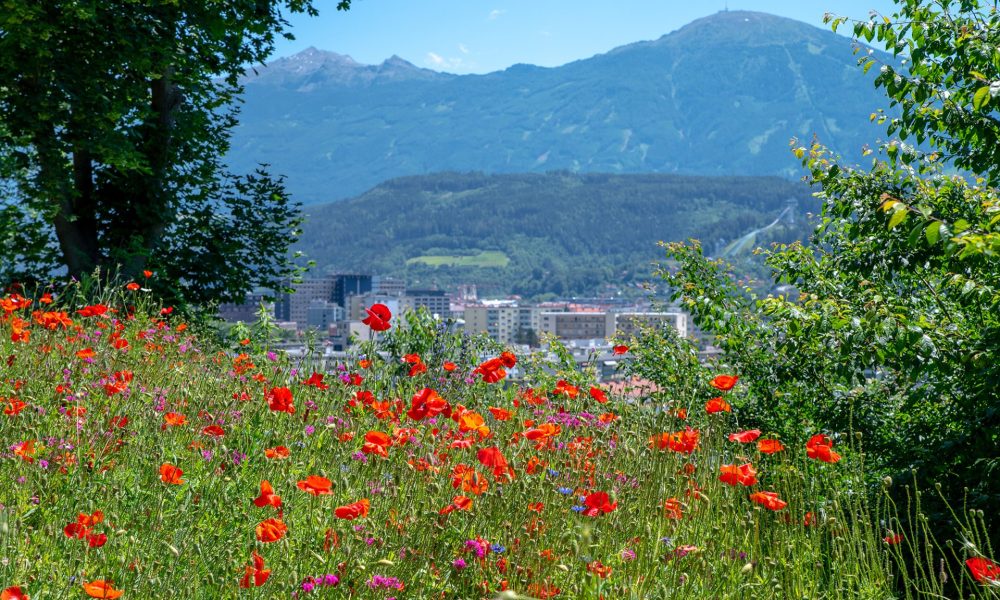 Blumenwiese mit Mohnblüten und sonstigen heimischen, Aussicht auf Stadt und Berge im Hintergrund