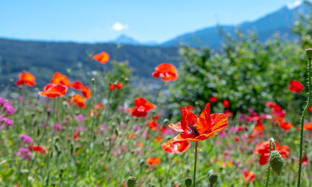 Ansicht Blumenwiese ZIMA Tirol am Sonnenhang Innsbruck, Mohnblumen