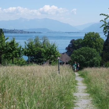 Kleiner Trampelpfad zwischen Wiesen Richtung Zürichsee